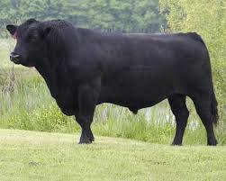 Angus cattle