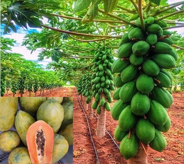 Pawpaw Farming in Kenya