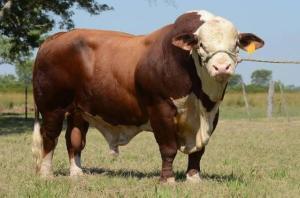 Beef Farming in Kenya