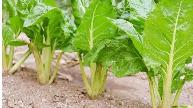 Spinach farming in Kenya