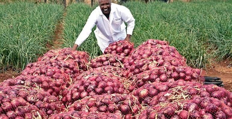 Onion farming in kenya