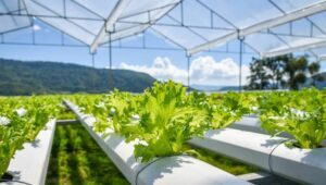 Hydroponic farming in Kenya