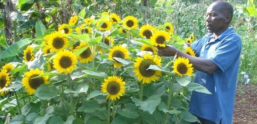 Sunflower Farming in Kenya