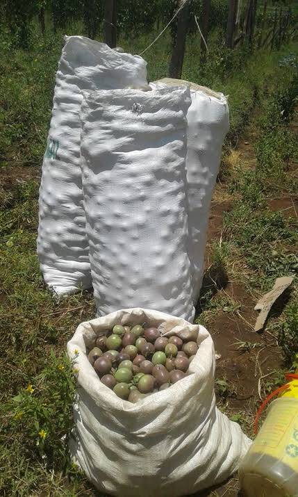 Passion Fruit Farming in Kenya