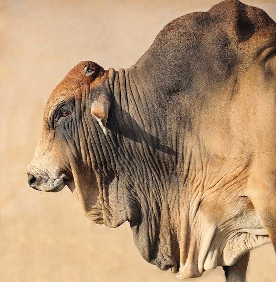 Boran cattle