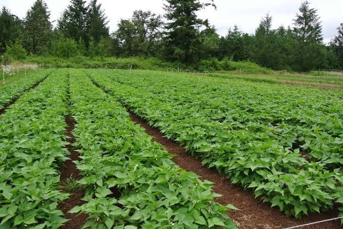 Bean farming in Kenya