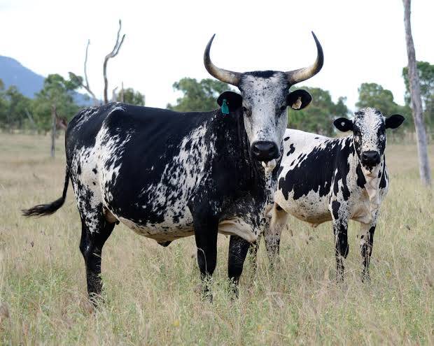 Nguni Cattle