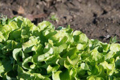 Lettuce Farming Business in Kenya