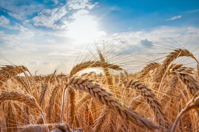 Barley Farming in Kenya