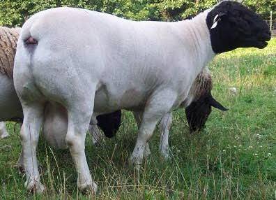 Zero Grazing Sheep Farming in Kenya