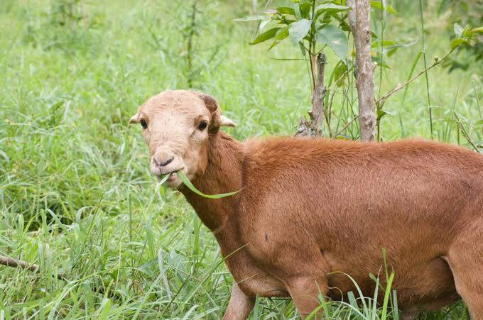 Red Maasai sheep farming in Kenya