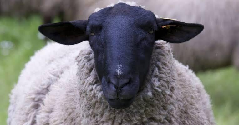 Suffolk Sheep Farming in Kenya