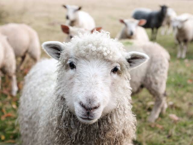 The Economics of Sheep Farming in Kenya