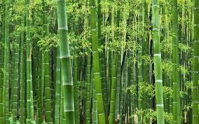 How to Make Money from Bamboo Farming in Kenya