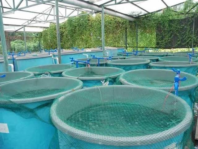 List of Problems Facing Fish Farming in Kenya and Their Solutions