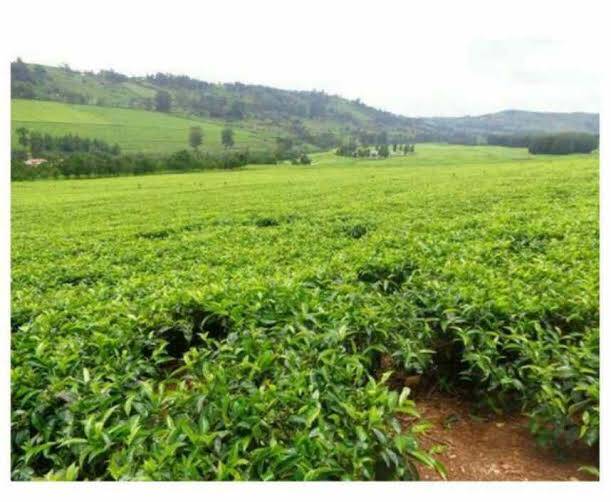 List of Sub Counties in Kericho County | Bizhack Kenya