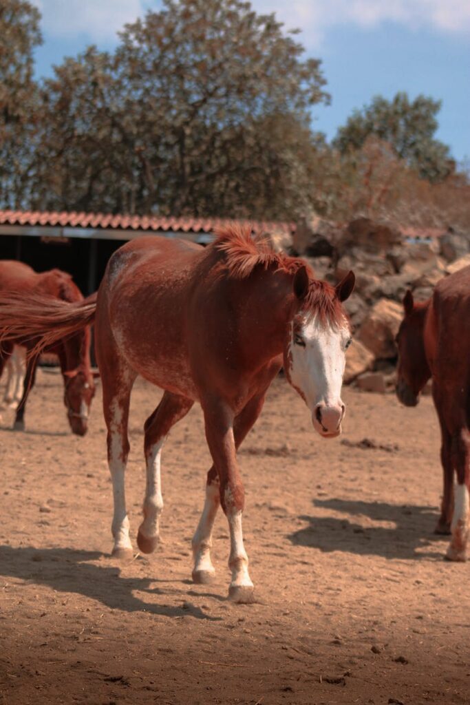 List of Problems Facing Pastoral Farming in Africa