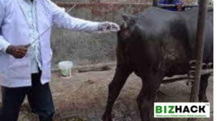 Why Timing Is Key to Successful Artificial Insemination in Cows