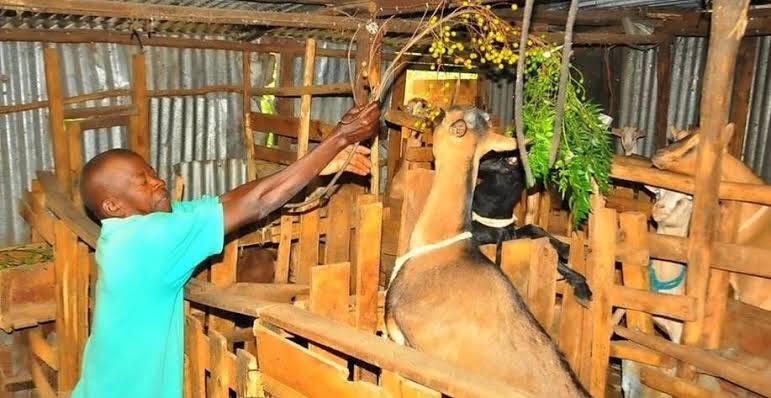 Goat farming in kenya