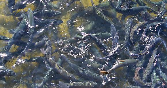 Fish farming in Kenya