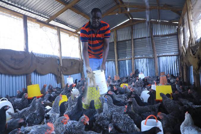 Poultry farming in Kenya