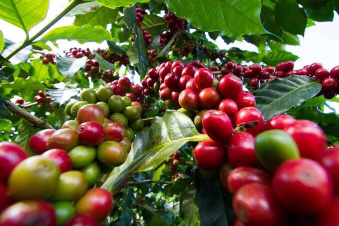 Coffee Farming in Kenya
