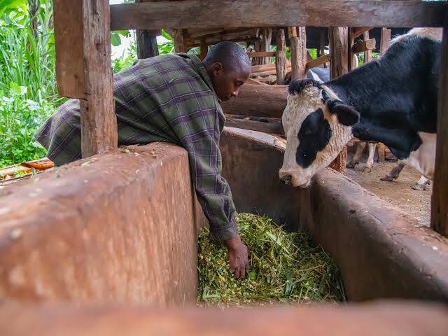 Dairy farming in kenya