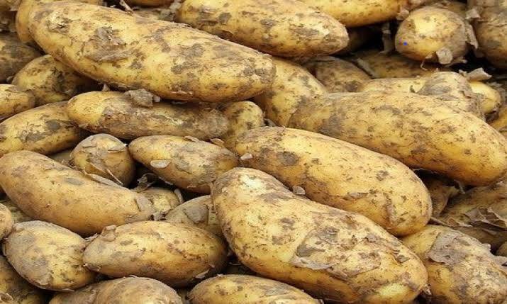 Potato farming in Kenya
