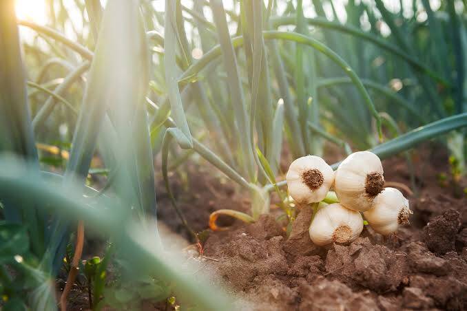 Garlic farming in kenya