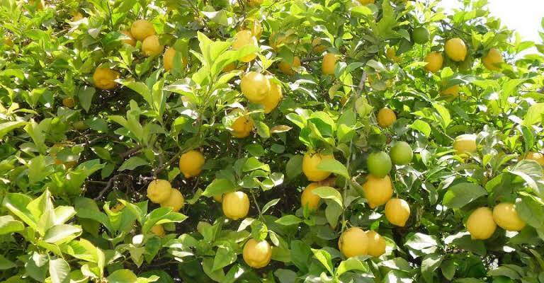 Lemon farming in kenya
