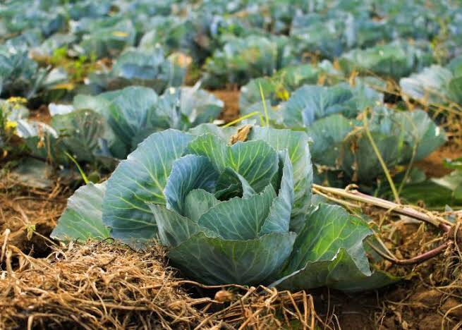 Cabbage farming in kenya