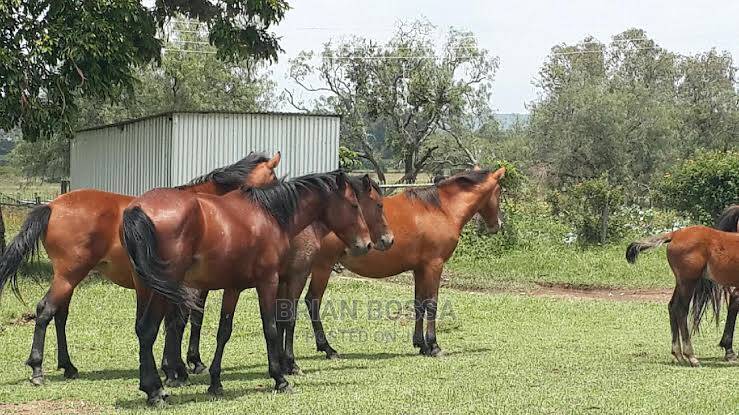 Cost of Buying a Horse In Kenya
