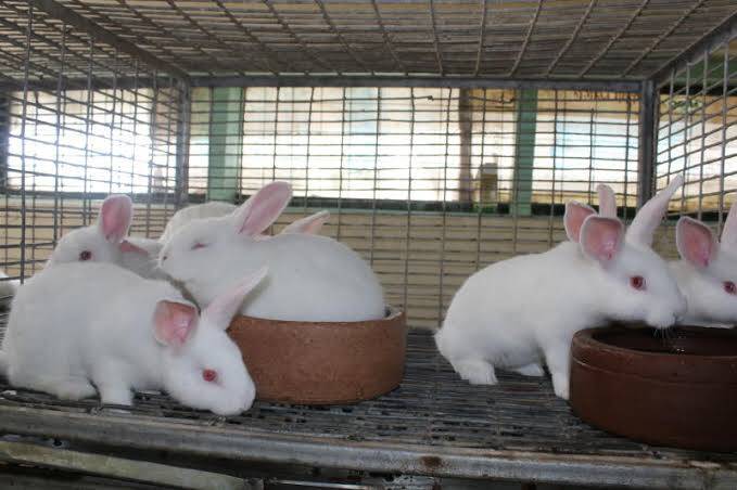 Rabbit farming in kenya