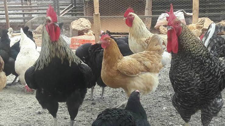 Chicken farming in Kenya