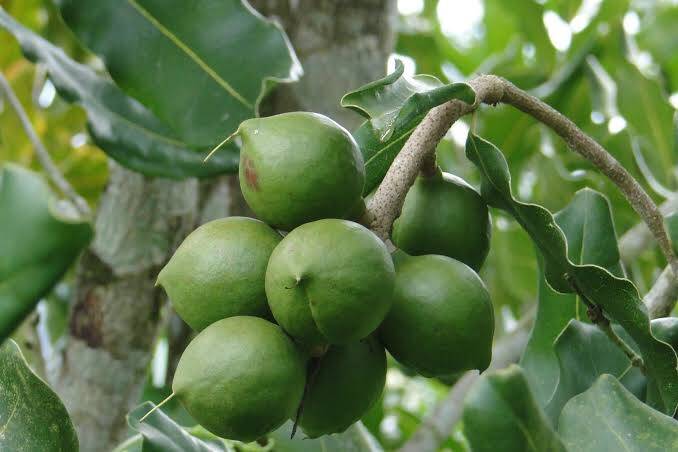 Macadamia farming in Kenya