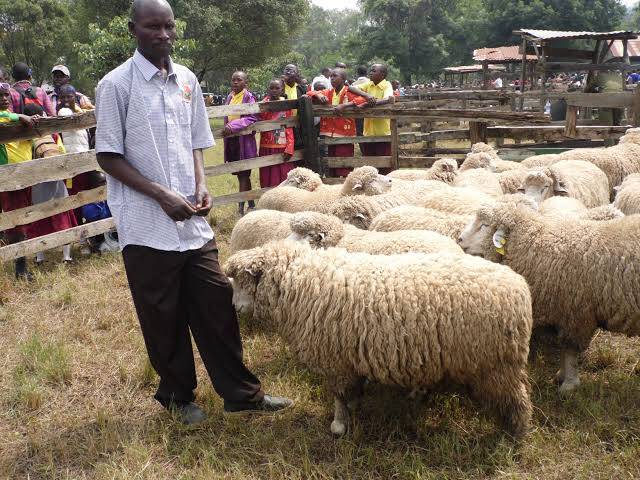 Sheep farming in Kenya