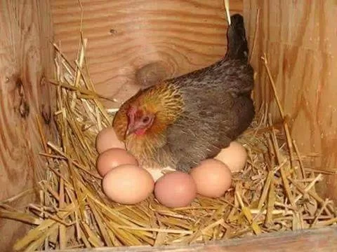 Poultry farming in Uganda