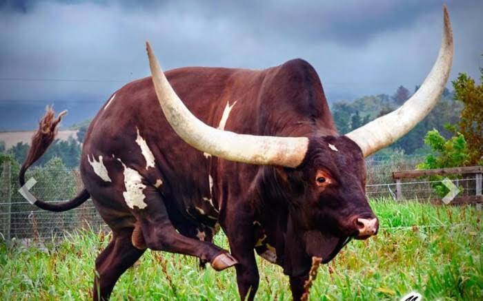 Ramaphosa Cattle
