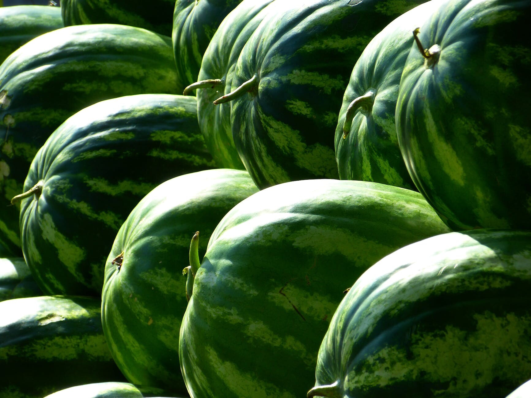 Watermelon Farming in Kenya