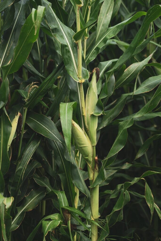 Maize farming in Kenya