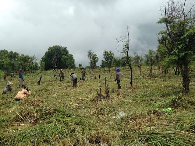 Land clearing for agriculture