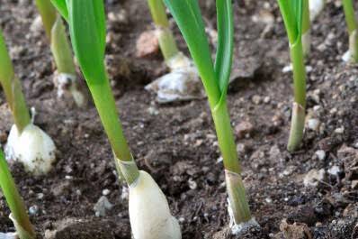 Applying fertiliser on garlic