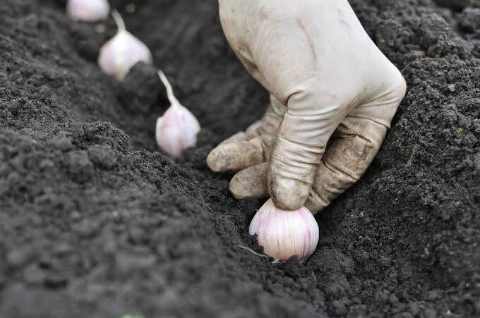 Planting Garlic seeds