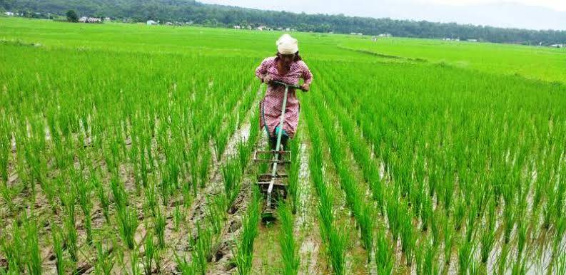 Rice farming in Kenya