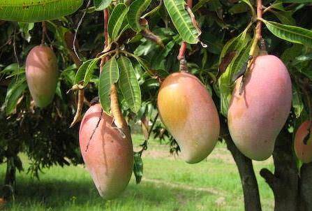 Mango farming in kenya