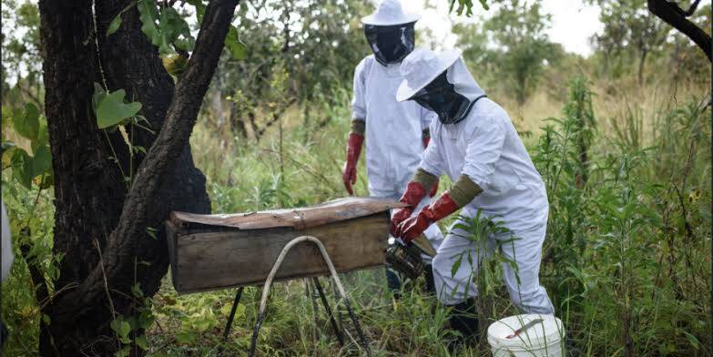 How to Start a Honey Business in Kenya