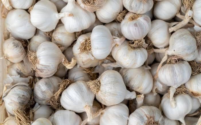 Preparing Land for Garlic Farming in Kenya