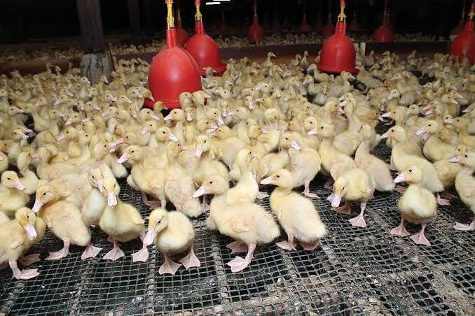 Duck Farming in Kenya