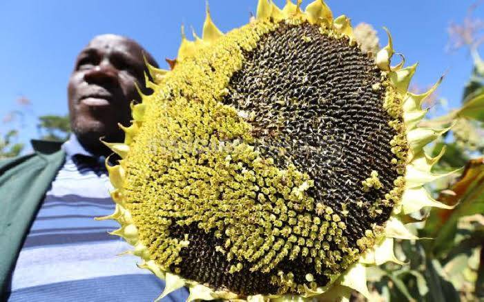 List Sunflower Buyers in Kenya