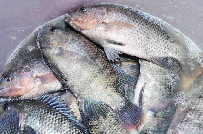 How to start a Fish business in Kenya